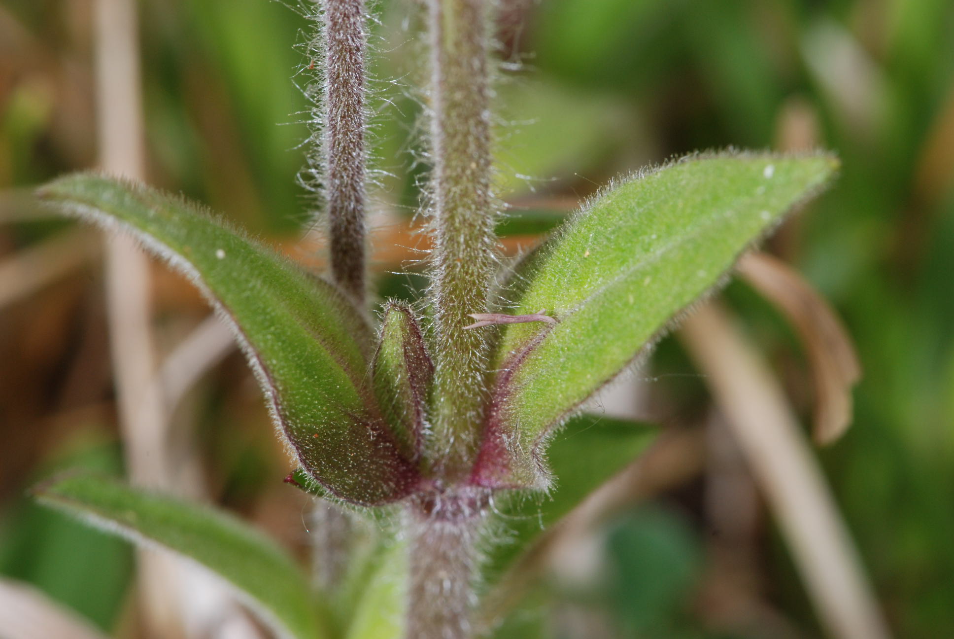Silene dioica / Silene dioica